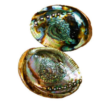 Spiritual(Abalone shell 5-6”)