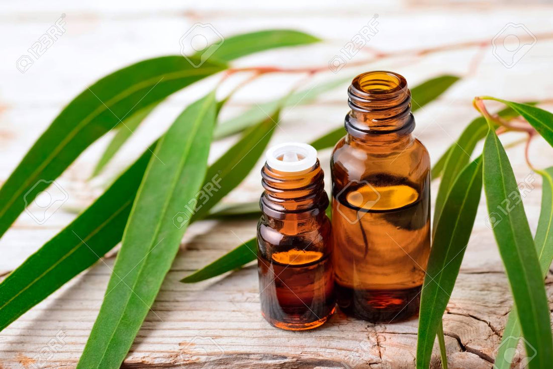 Pure Essential Oil(Eucalyptus)
