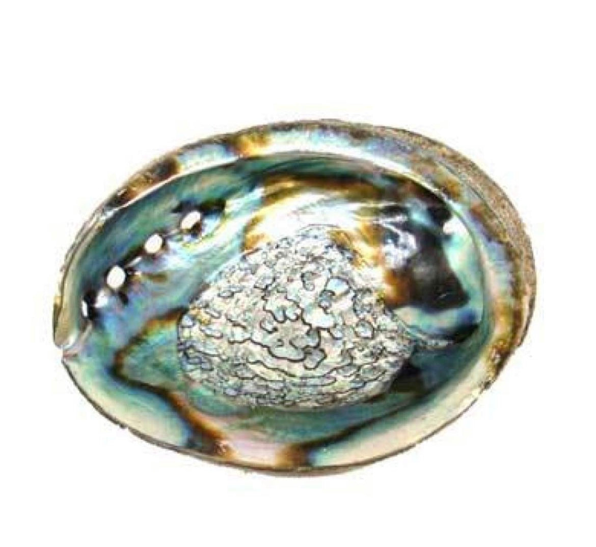 Spiritual(Abalone shell 7-8”)