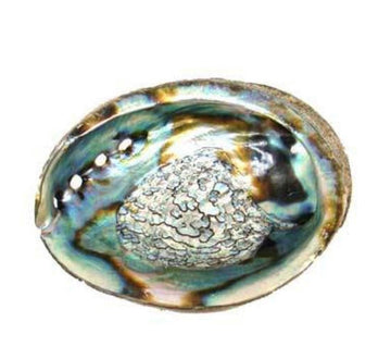 Spiritual(Abalone shell 7-8”)