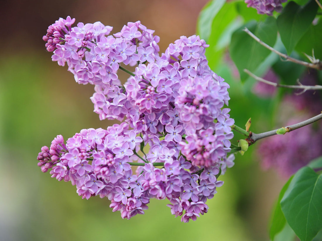 Fragrance oil for Body, Soap, Candle, lotion, Body butter &. Diffuser(Lilac)