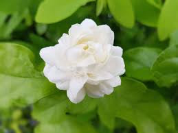 Fragrance oil for Body, Soap, Candle, lotion, Body butter &. Diffuser(Jasmine)