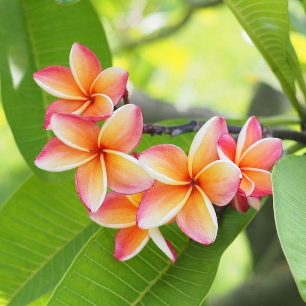 Fragrance oil for Body, Soap, Candle, lotion, Body butter &. Diffuser(Plumeria)