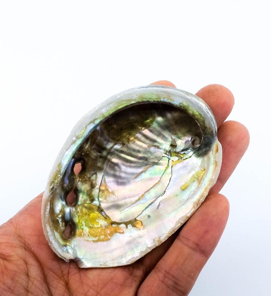 Mini baby Shell, abolone shell