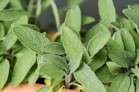 Fragrance oil for Body, Soap, Candle, lotion, Body butter &. Diffuser(Sage)