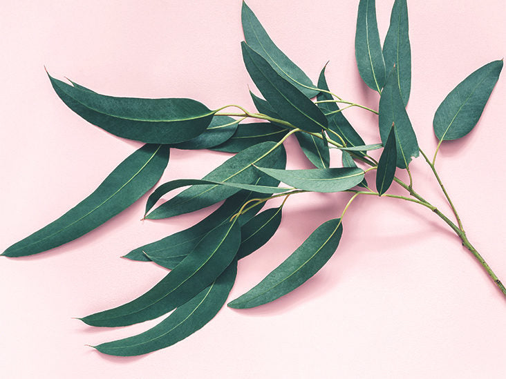 Fragrance oil for Body, Soap, Candle, lotion, Body butter &. Diffuser(Eucalyptus)