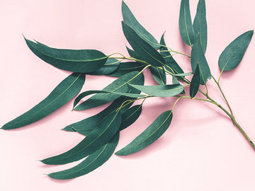 Fragrance oil for Body, Soap, Candle, lotion, Body butter &. Diffuser(Eucalyptus)