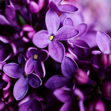 Fragrance oil for Body, Soap, Candle, lotion, Body butter &. Diffuser(Violet)